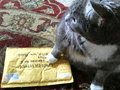 cat and envelope